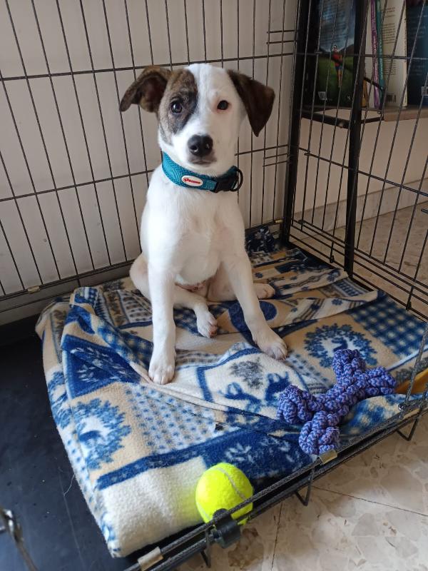 Jonas cucciolino 4 mesi taglia piccola Foto 5